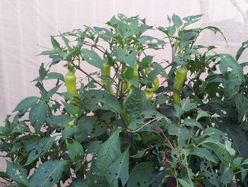Plants growing in pond