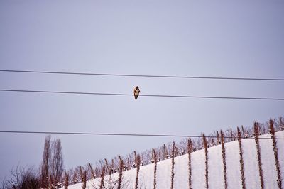 Low angle view of bird perching on cable against clear sky