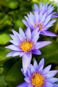 Close-up of purple flowers blooming outdoors