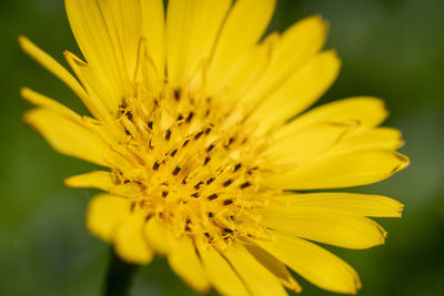 Close-up of yellow flower