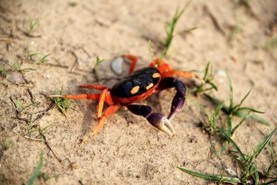 Crab on sand