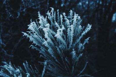 Close-up of frozen plant