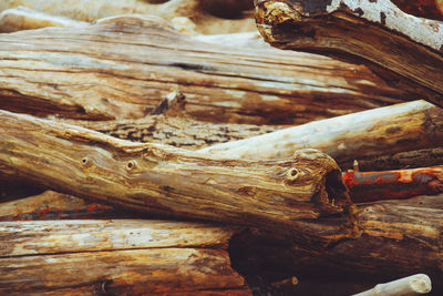 Close-up of driftwood on log