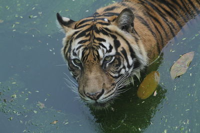 Close-up of tiger