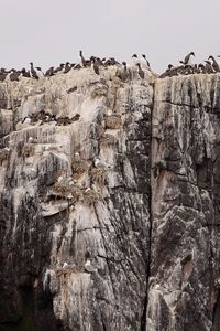 Low angle view of sheep on rock against sky