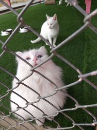 Cat lying on chainlink fence