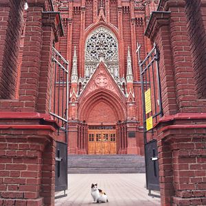 Cat sitting in cathedral