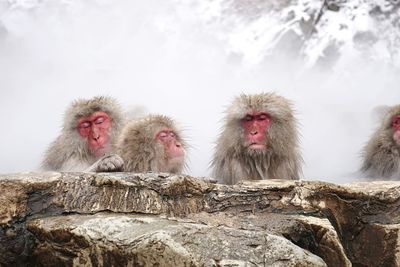 Monkey on rock in snow during winter