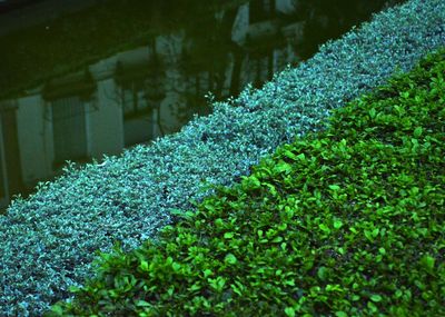 Close-up of plants