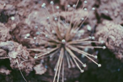 Close-up of plant
