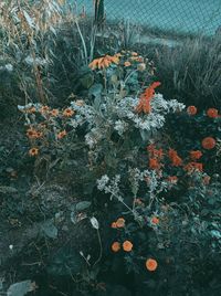 High angle view of flowering plants on snow covered land