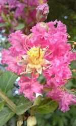 Close-up of pink flowers blooming outdoors