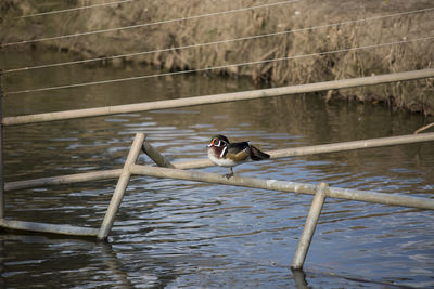 Wood duck on a water pipe