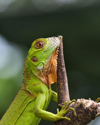 Close-up of green iguana 