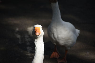 Close-up of swan