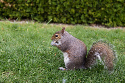 Squirrel on field