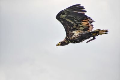 Low angle view of bird flying against clear sky