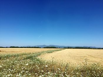 Scenic view of field against clear blue sky