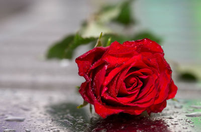 Close-up of wet red rose