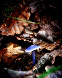 Close-up of mushrooms growing outdoors