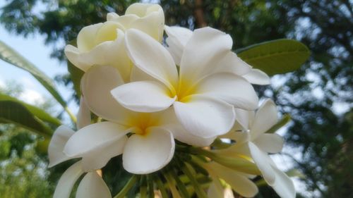 Close-up of white frangipani blooming on tree