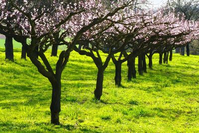 View of cherry blossom trees