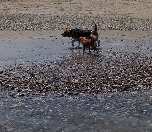 Dog running on beach