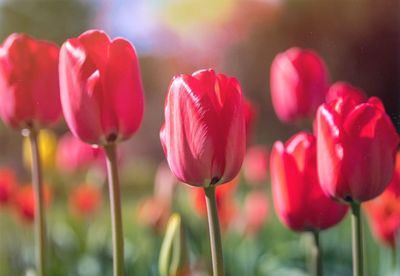 Close-up of red tulips