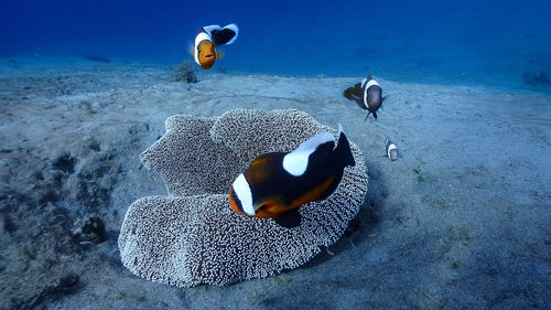 Saddleback clownfish family at pagkilatan