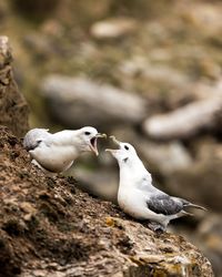 Close-up of seagulls perching on rock