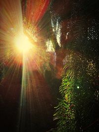 Sun shining through trees