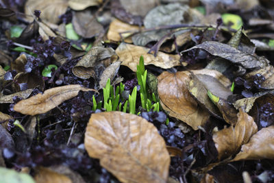 Close-up of dry leaves