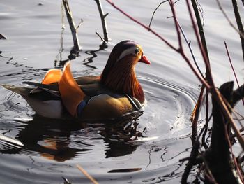Ducks swimming in lake