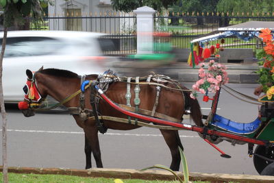 A delman, traditional transportation in bogor, west java, indonesia. 