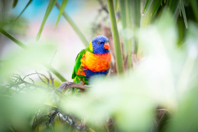 Close-up of parrot perching on branch