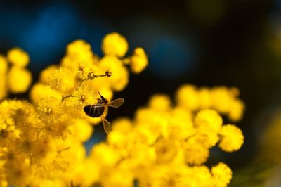 Close-up of insect on yellow flower