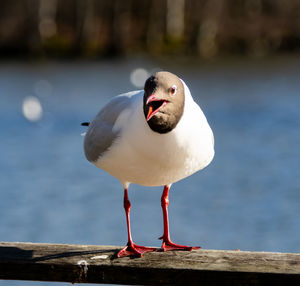 Seagull perching on a sea