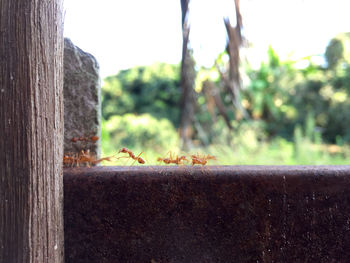 Close-up of insect on tree trunk