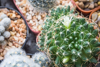 High angle view of white mammillaria cactus flower.