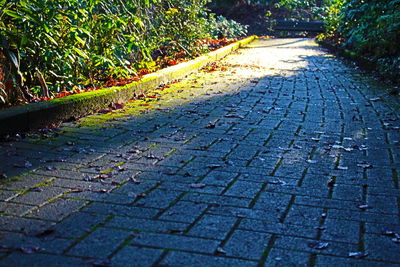 Footpath amidst trees