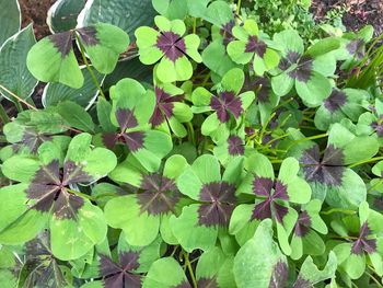 High angle view of plants