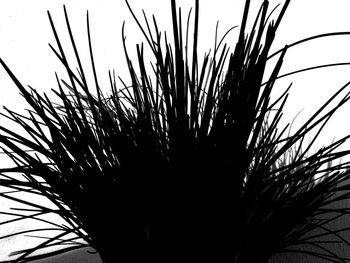 Close-up of silhouette plants against sky