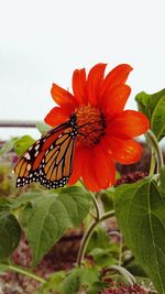 Close-up of butterfly pollinating on flower