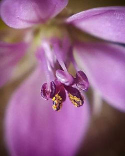 Close-up of purple flower