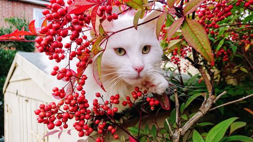 Portrait of cat on red flower
