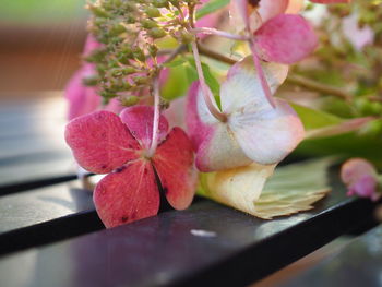 Close-up of pink flowering plant