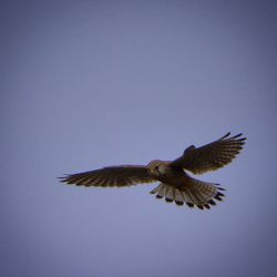 Low angle view of birds flying in sky