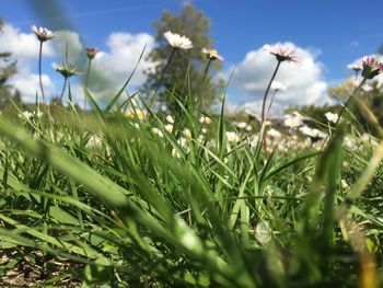 Close-up of plants growing on field