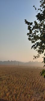 Scenic view of agricultural field against clear sky