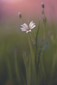 Close-up of white flowering plant